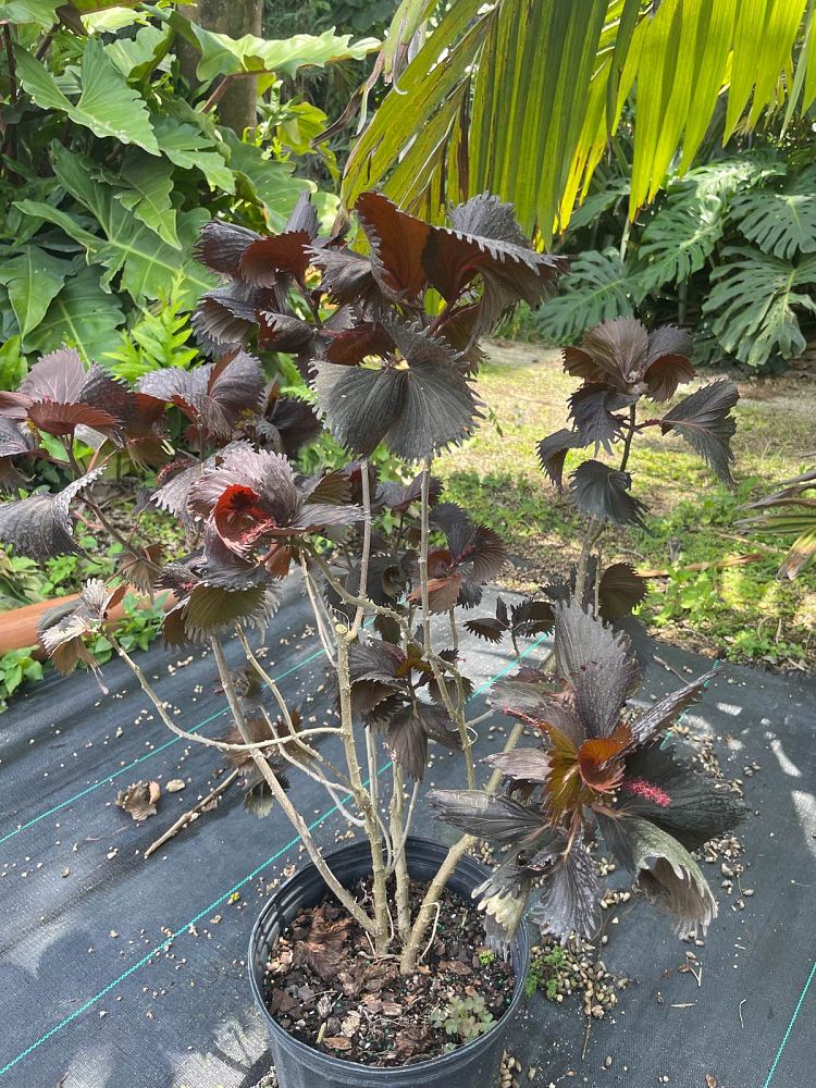 acalypha-wilkesiana-curly-q-fire-dragon-irish-petticoat-match-me-if-you-can-lance-copperleaf
