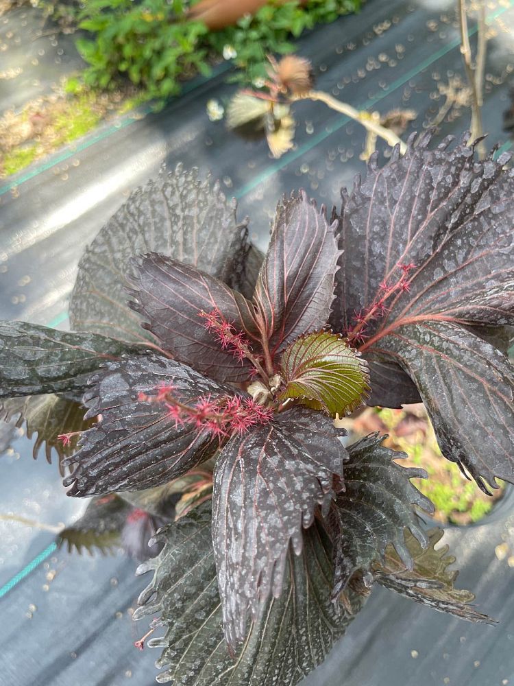 acalypha-wilkesiana-curly-q-fire-dragon-irish-petticoat-match-me-if-you-can-lance-copperleaf