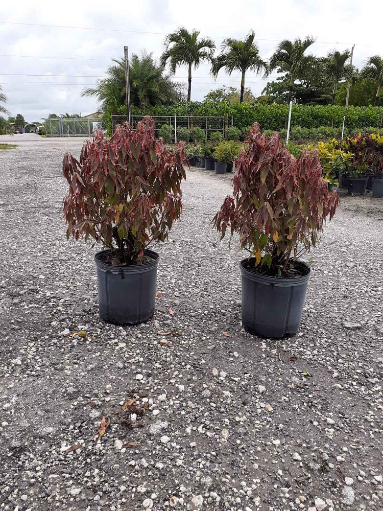 acalypha-wilkesiana-dwarf-copperleaf