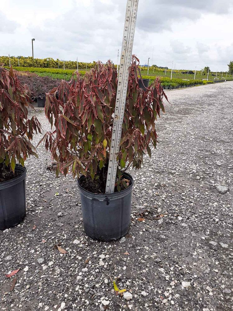 acalypha-wilkesiana-dwarf-copperleaf