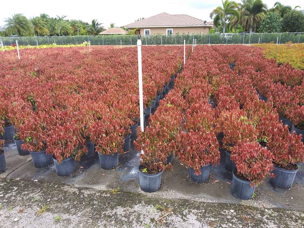 acalypha-wilkesiana-dwarf-copperleaf