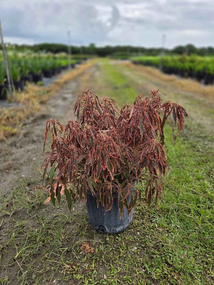 acalypha-wilkesiana-firestorm-copperleaf