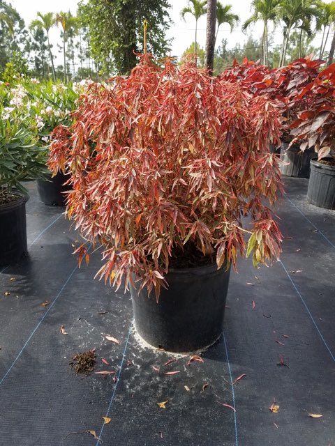 acalypha-wilkesiana-godseffiana-copperleaf