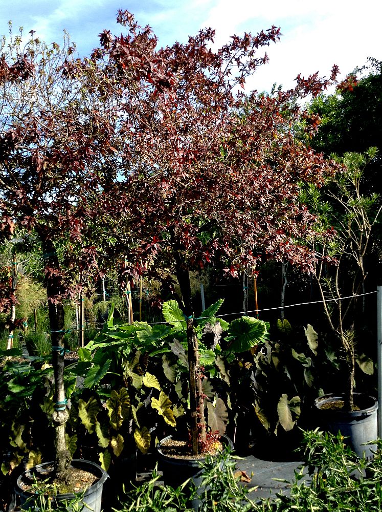 Black Olive East Nursery