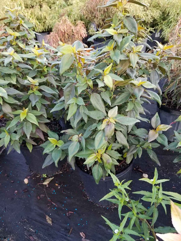 acalypha-wilkesiana-inferno-copperleaf