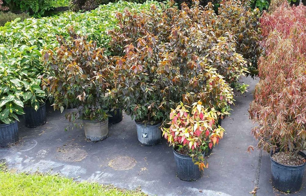 Jesse Durko's Nursery