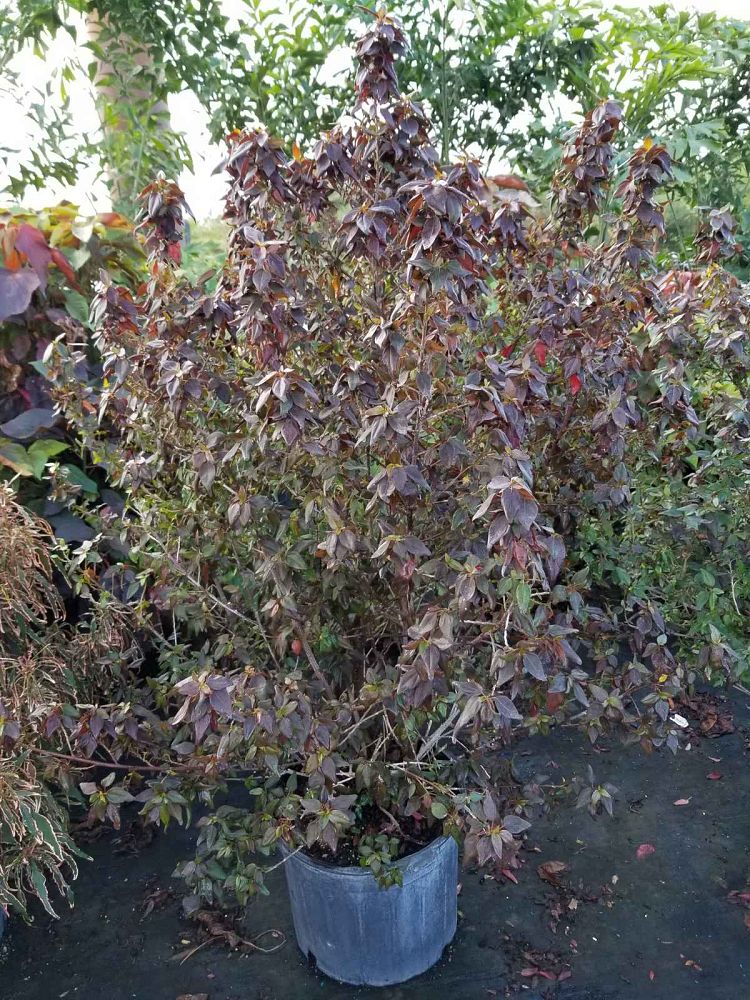 acalypha-wilkesiana-inferno-copperleaf