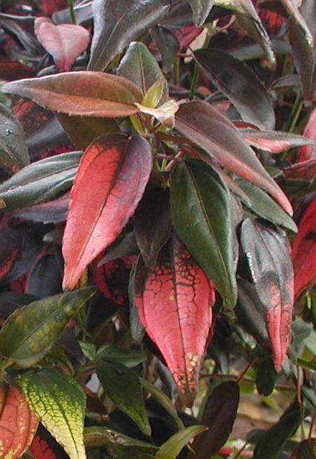 acalypha-wilkesiana-inferno-copperleaf