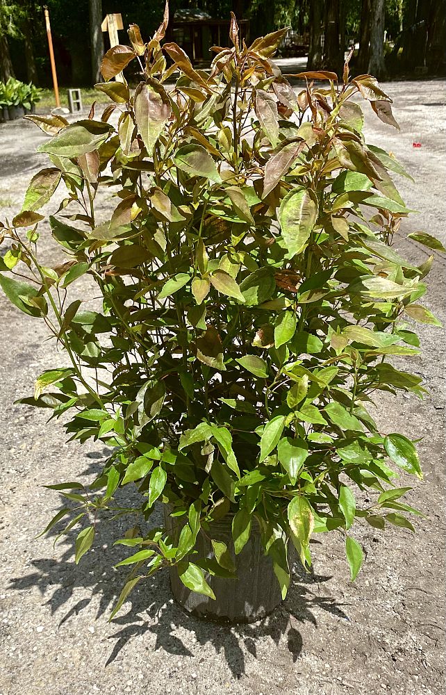 acalypha-wilkesiana-inferno-copperleaf