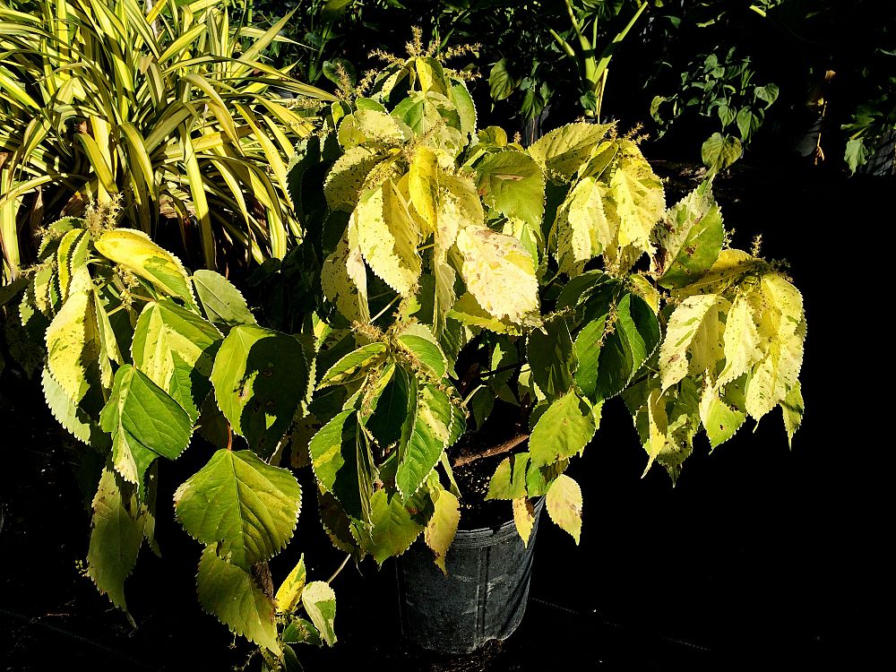 acalypha-wilkesiana-java-white-copperleaf