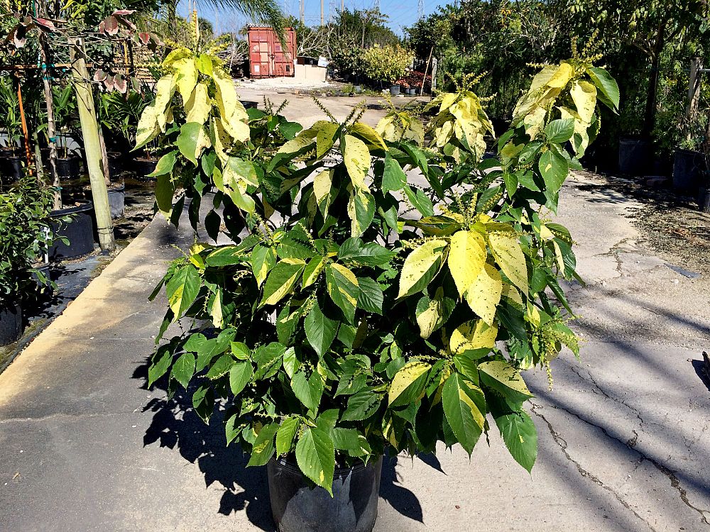acalypha-wilkesiana-java-white-copperleaf