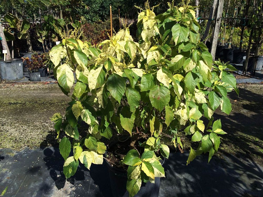 acalypha-wilkesiana-java-white-copperleaf