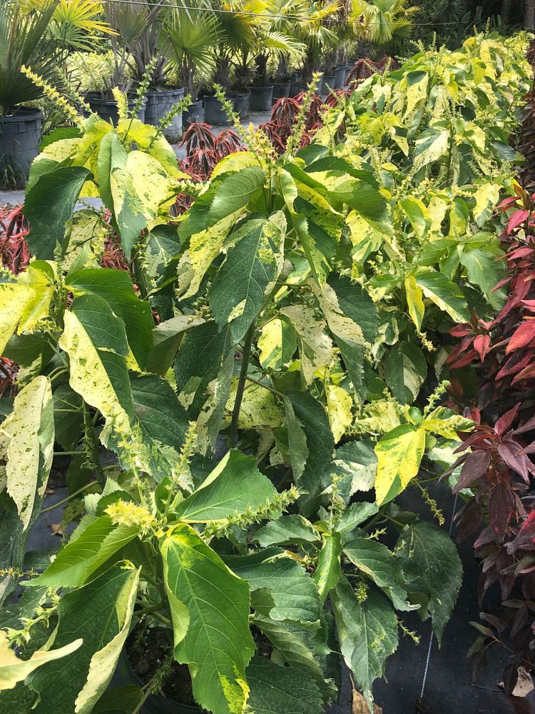 acalypha-wilkesiana-java-white-copperleaf