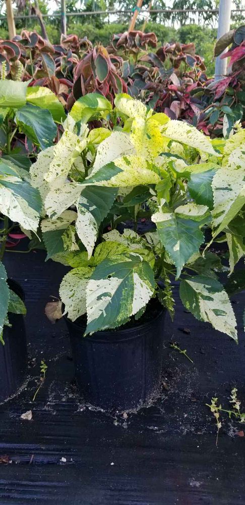 acalypha-wilkesiana-java-white-copperleaf