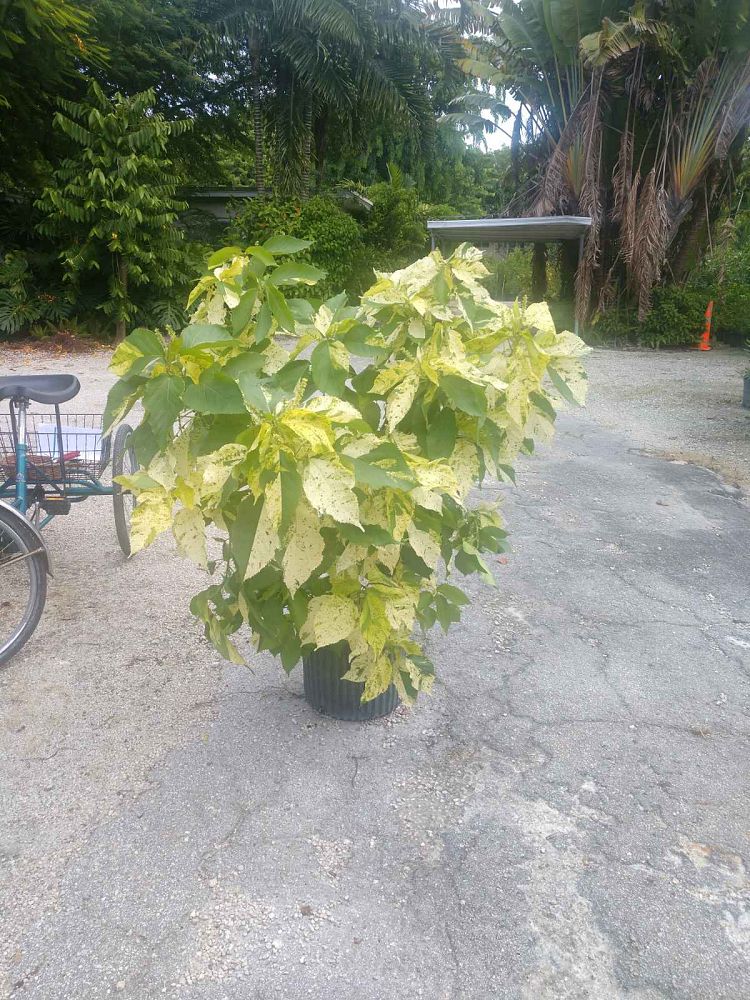 acalypha-wilkesiana-java-white-copperleaf