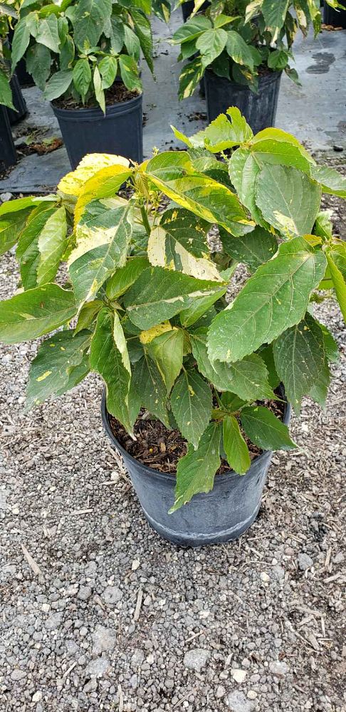acalypha-wilkesiana-java-white-copperleaf
