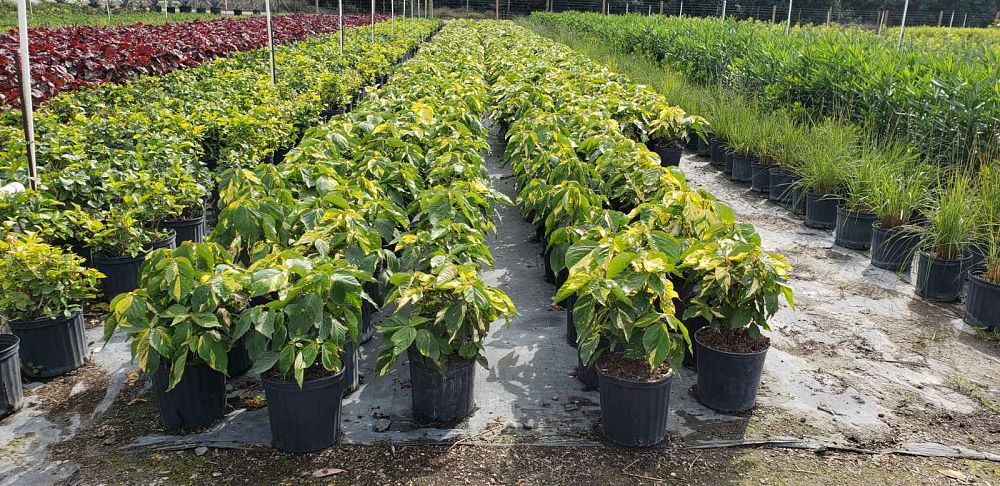 acalypha-wilkesiana-java-white-copperleaf