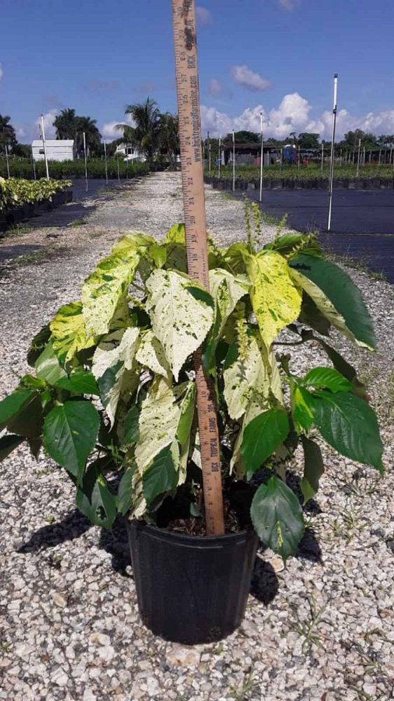 acalypha-wilkesiana-java-white-copperleaf