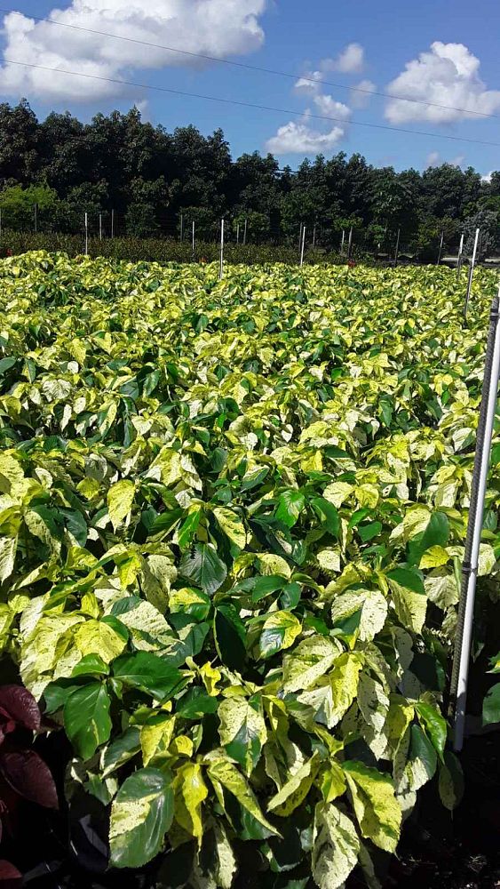 acalypha-wilkesiana-java-white-copperleaf