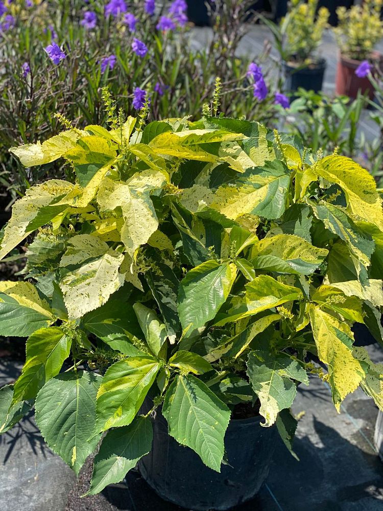 acalypha-wilkesiana-java-white-copperleaf