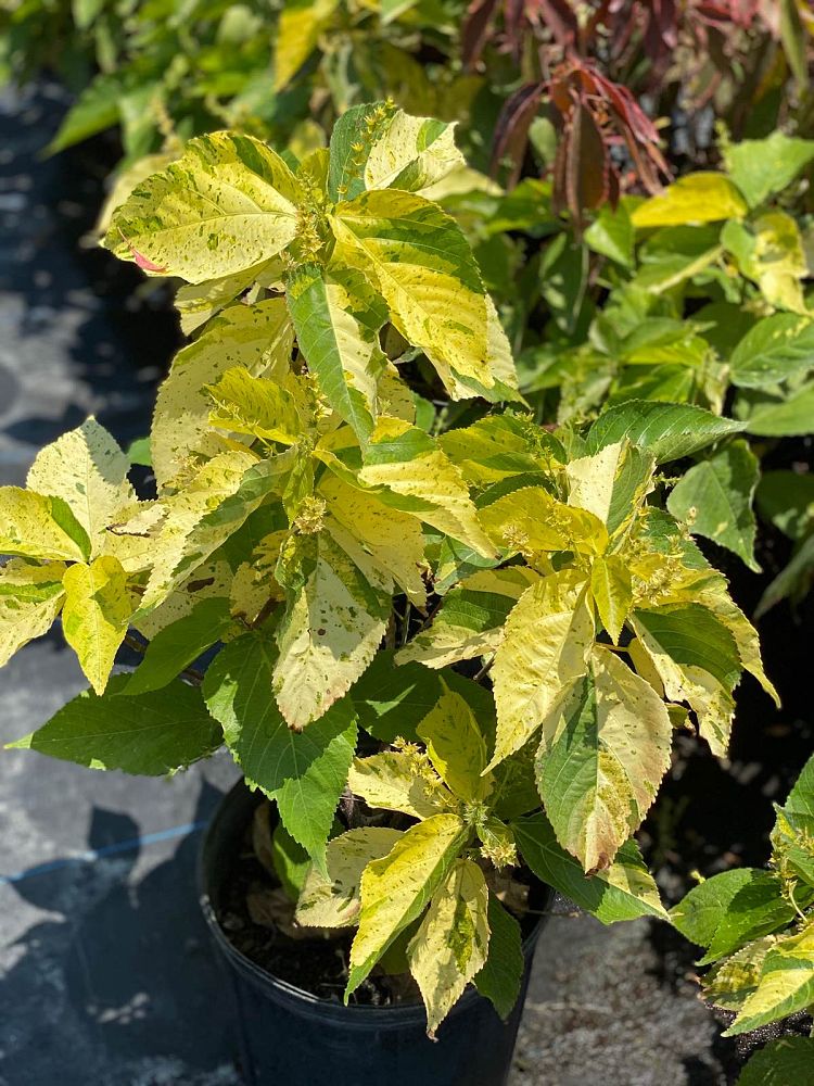 acalypha-wilkesiana-java-white-copperleaf