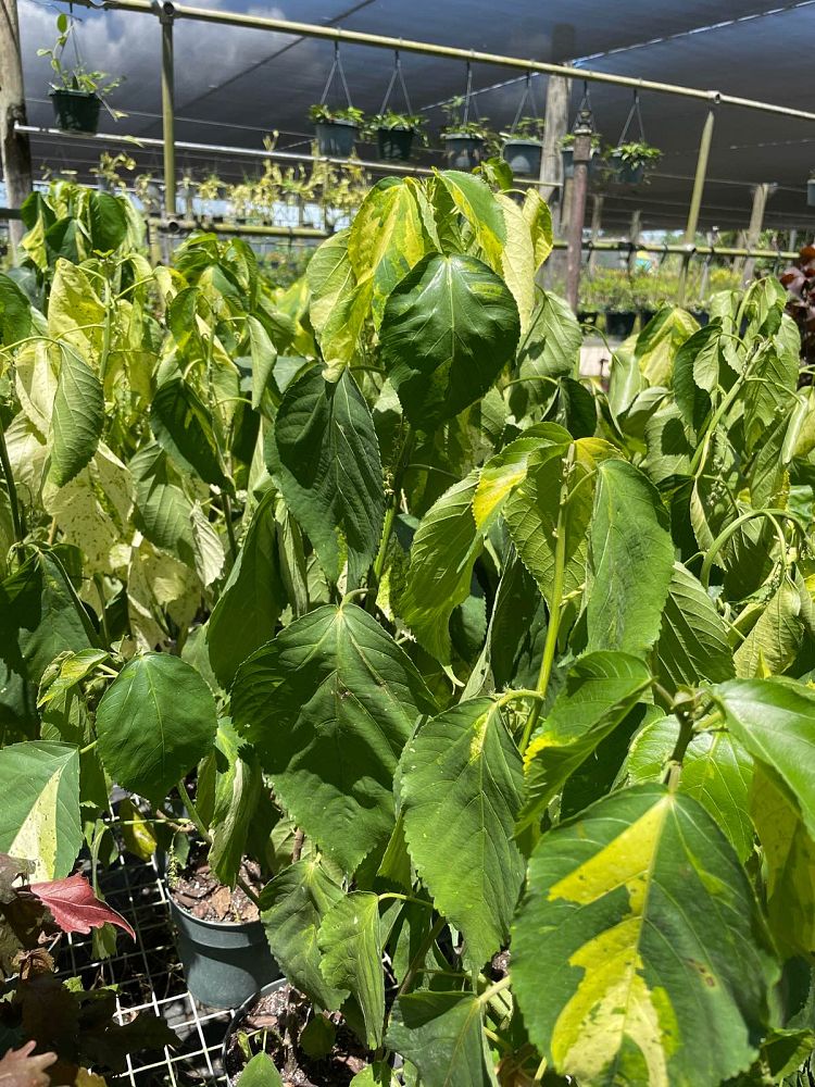 acalypha-wilkesiana-java-white-copperleaf