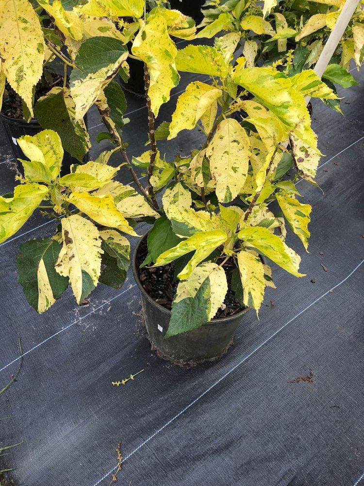 acalypha-wilkesiana-java-white-copperleaf