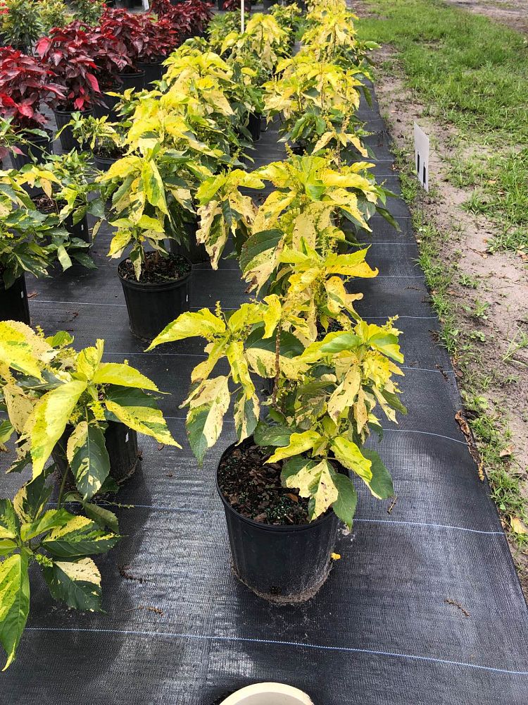 acalypha-wilkesiana-java-white-copperleaf