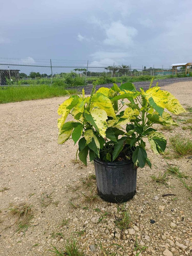 acalypha-wilkesiana-java-white-copperleaf