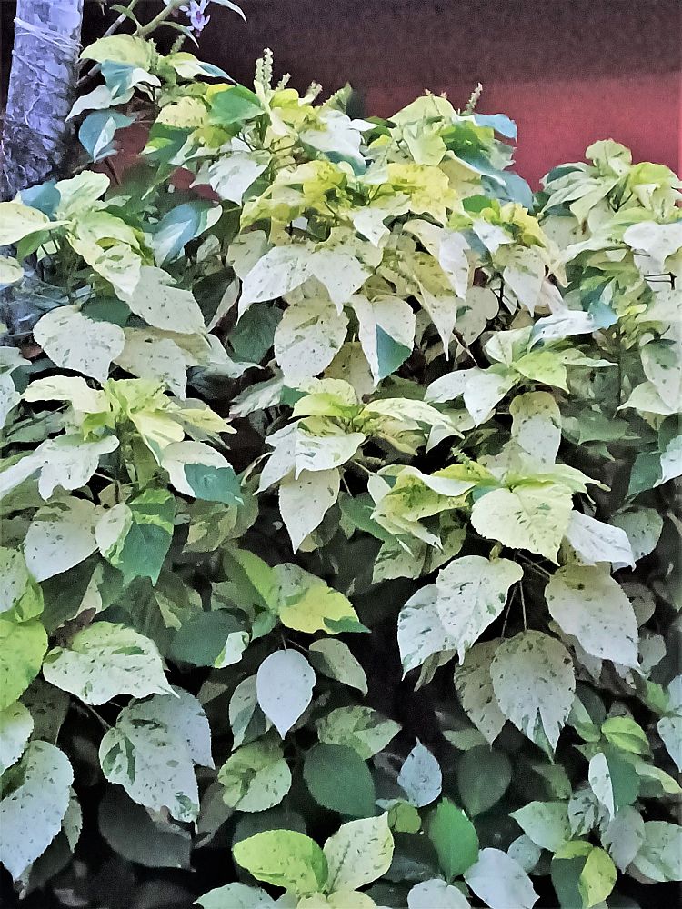 acalypha-wilkesiana-java-white-copperleaf