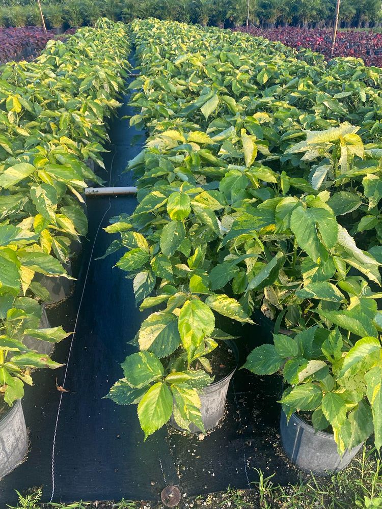 acalypha-wilkesiana-java-white-copperleaf