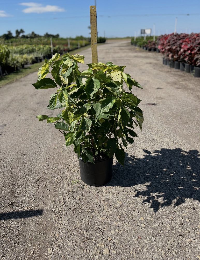 acalypha-wilkesiana-java-white-copperleaf