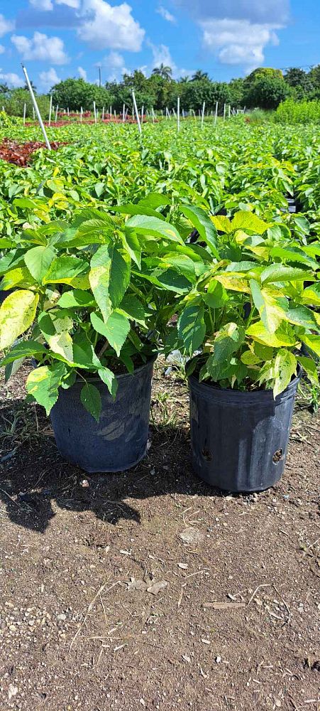acalypha-wilkesiana-java-white-copperleaf