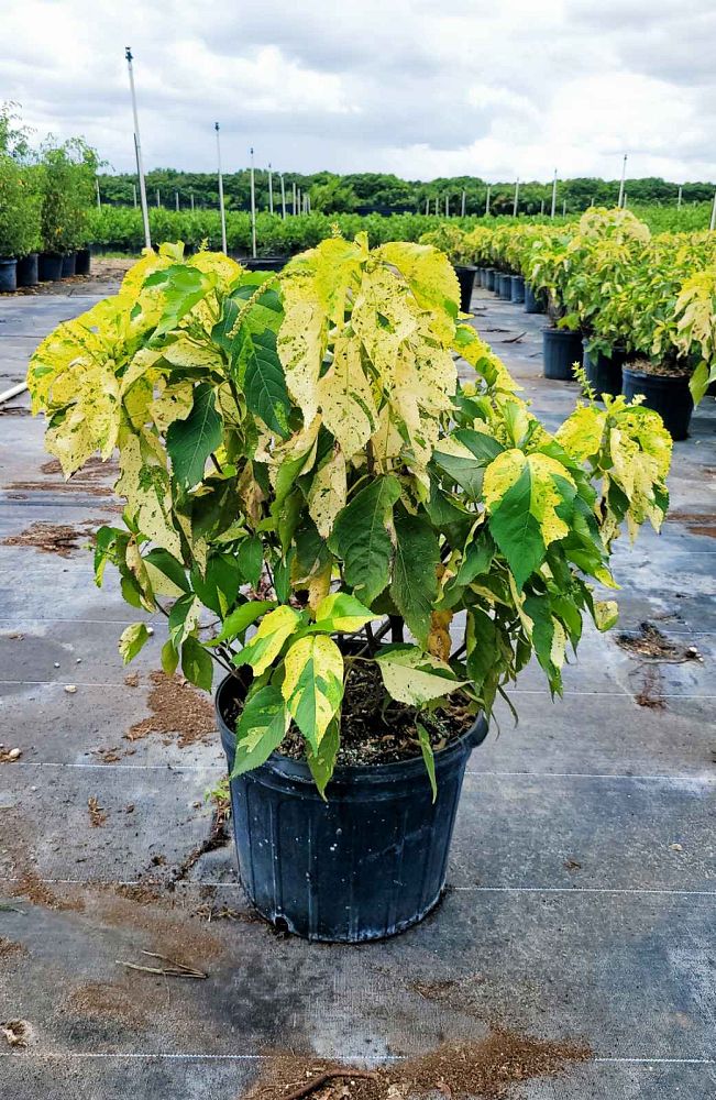 acalypha-wilkesiana-java-white-copperleaf