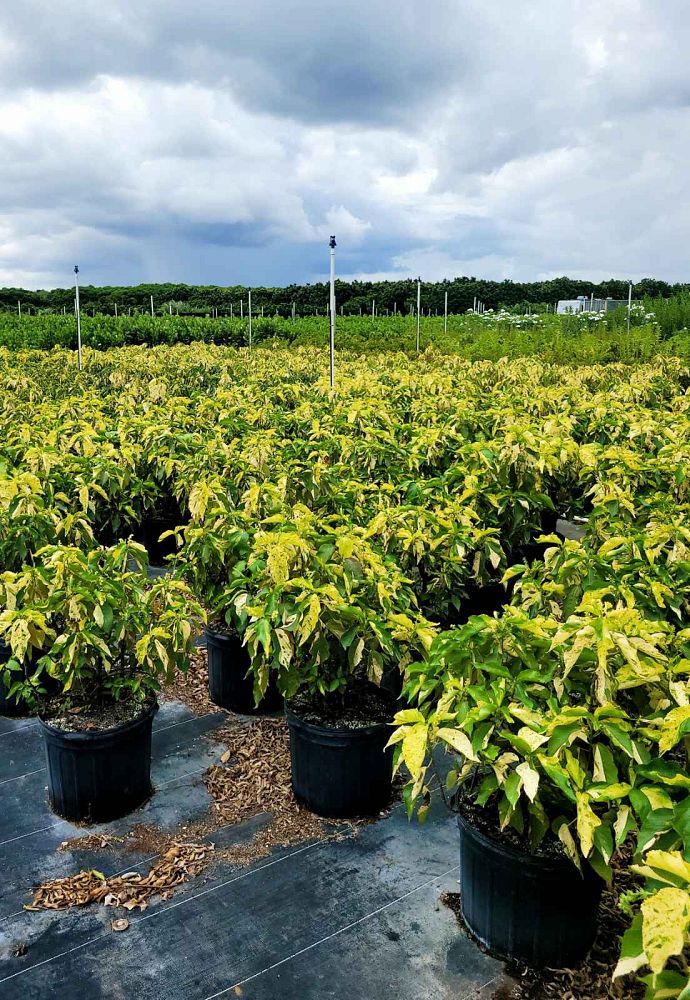 acalypha-wilkesiana-java-white-copperleaf