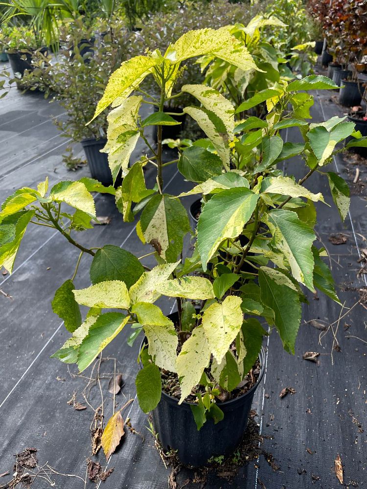 acalypha-wilkesiana-java-white-copperleaf