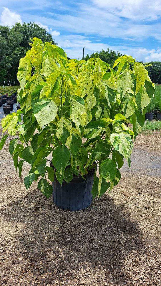 acalypha-wilkesiana-java-white-copperleaf
