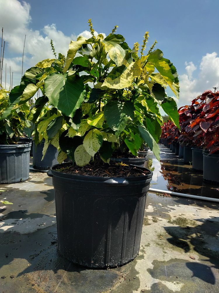 acalypha-wilkesiana-java-white-copperleaf