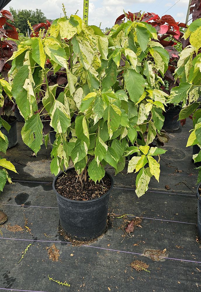 acalypha-wilkesiana-java-white-copperleaf