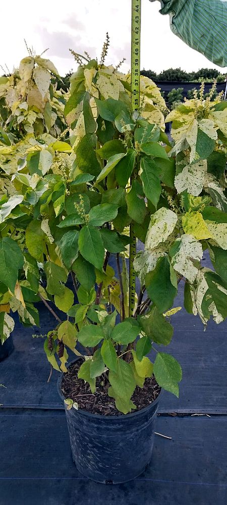 acalypha-wilkesiana-java-white-copperleaf