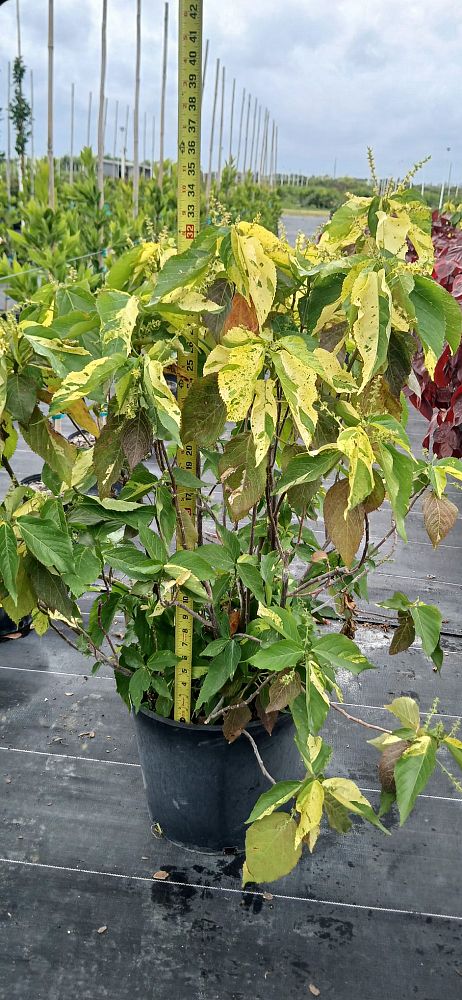 acalypha-wilkesiana-java-white-copperleaf