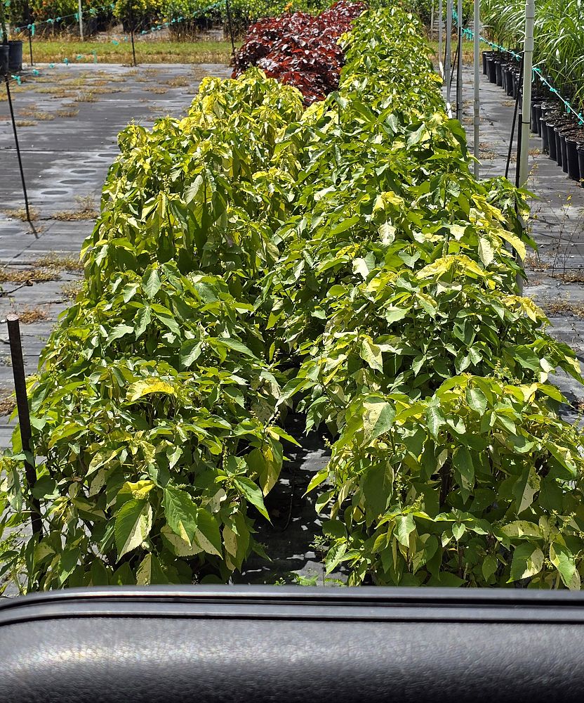 acalypha-wilkesiana-java-white-copperleaf