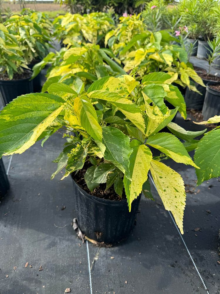 acalypha-wilkesiana-java-white-copperleaf