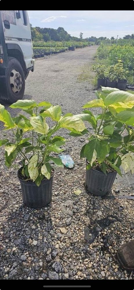 acalypha-wilkesiana-java-white-copperleaf