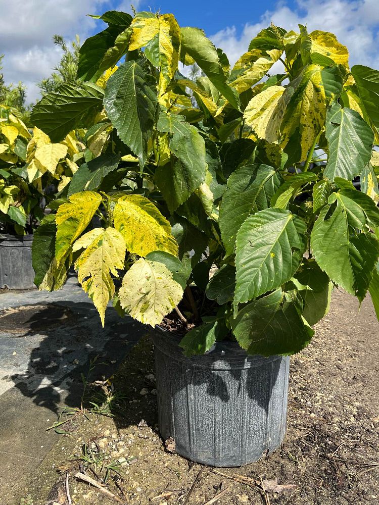 acalypha-wilkesiana-java-white-copperleaf