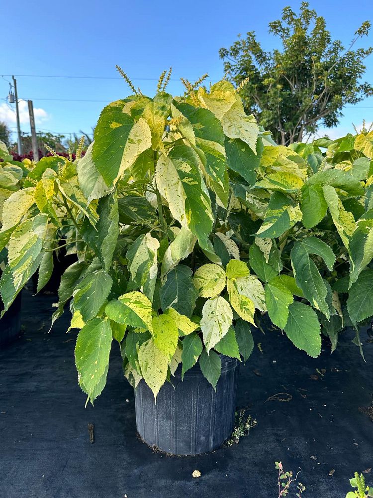 acalypha-wilkesiana-java-white-copperleaf