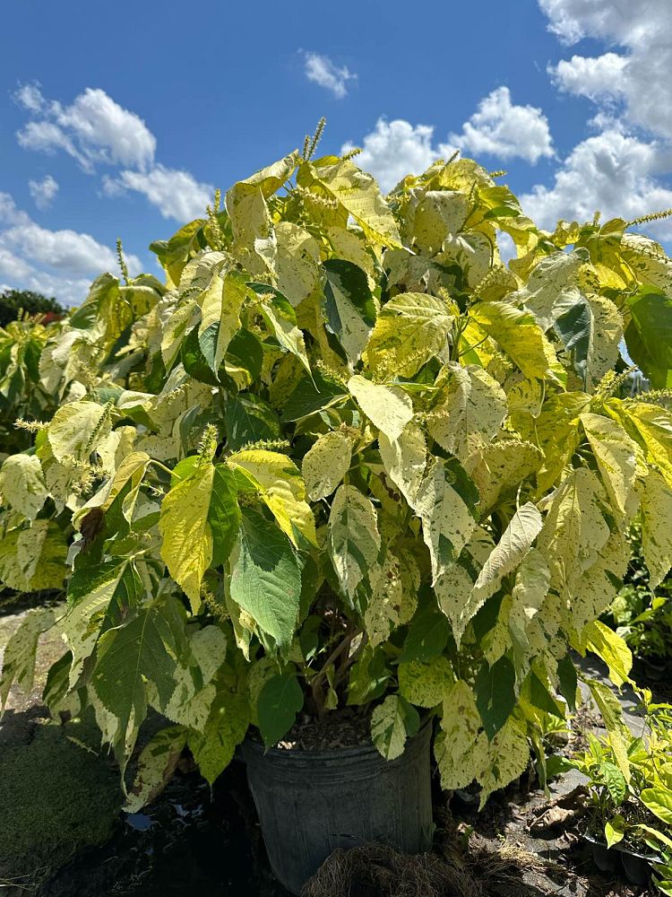 acalypha-wilkesiana-java-white-copperleaf