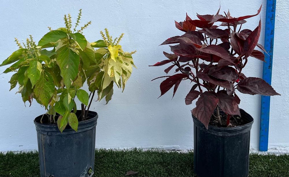acalypha-wilkesiana-java-white-copperleaf