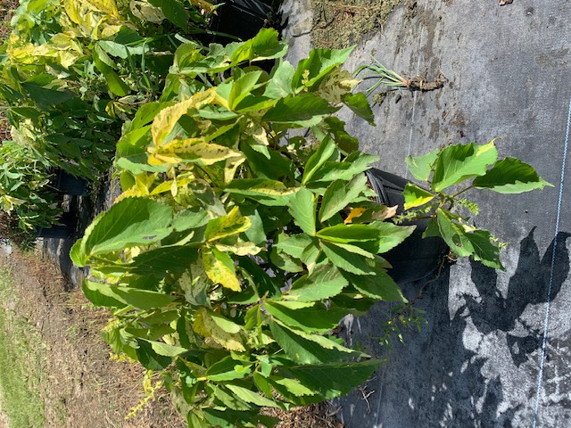 acalypha-wilkesiana-java-white-copperleaf