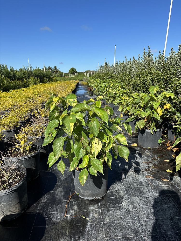 acalypha-wilkesiana-java-white-copperleaf